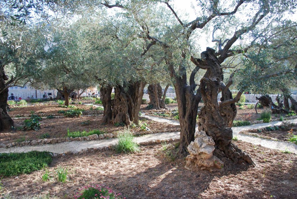 the-garden-of-gethesemane-mount-of-olives